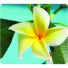 imageFellowes Recycled Optical Mousepad Blue Ocean 5903901Yellow Flower